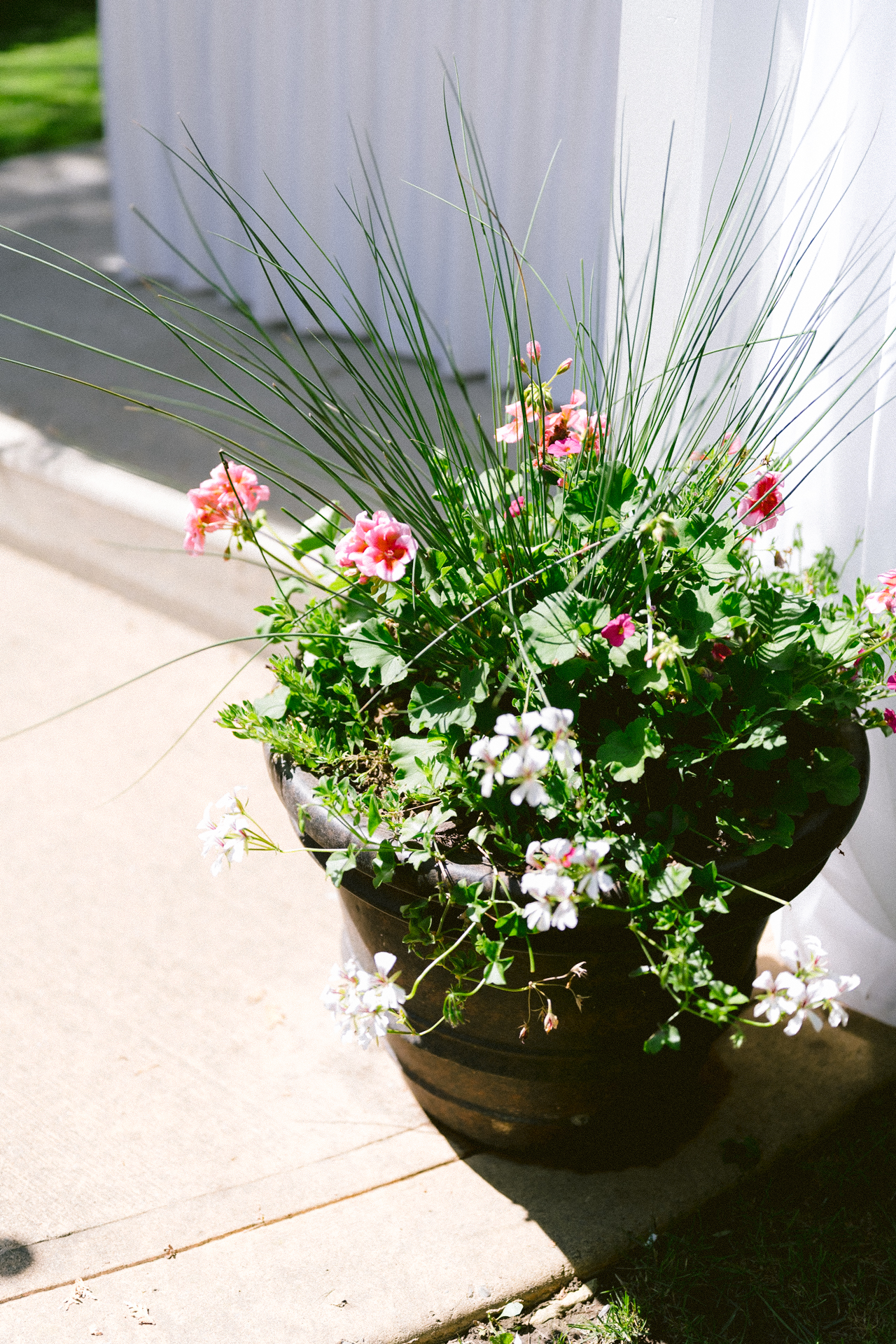 A potted plant with a mix of green foliage and pink flowers sitting in sunlight.
